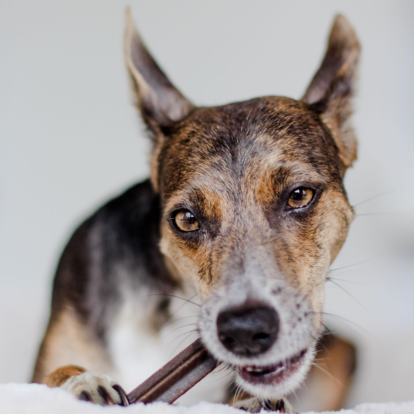 Dentální tyčinky - čištění psích zubů - přírodní doplněk stravy pro psy